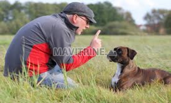 dresseur de chien i