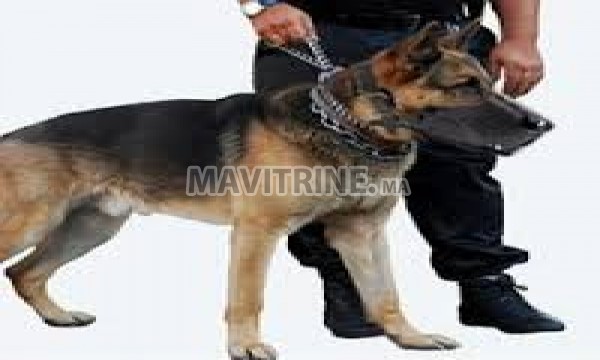 agents de sécurité avec chien s