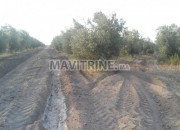 Photo de l'annonce: ارض فلاحية ممتازة للبيع 3 هكتار