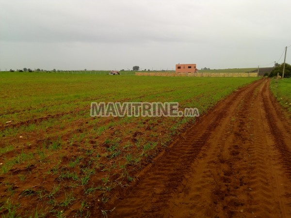 terrain agriculturé