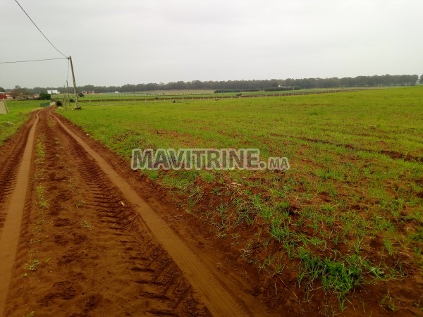 terrain agriculturé