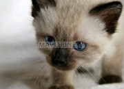 Photo de l'annonce: Adorables chatons siamois