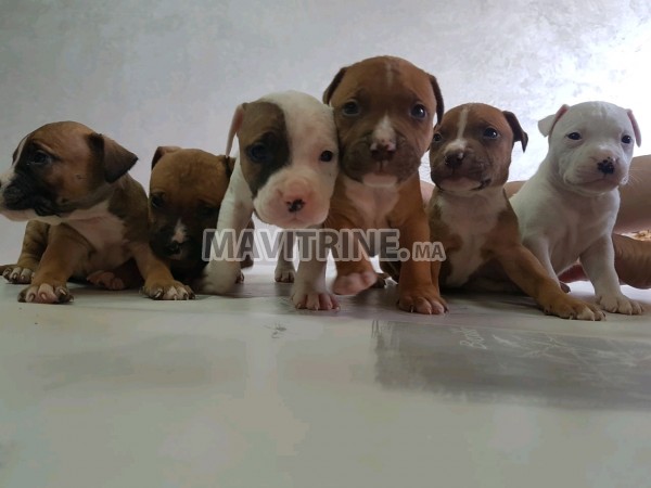 Vente chiots Américain Staff