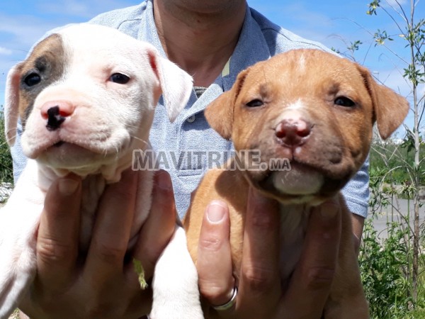 Vente chiots Américain Staff