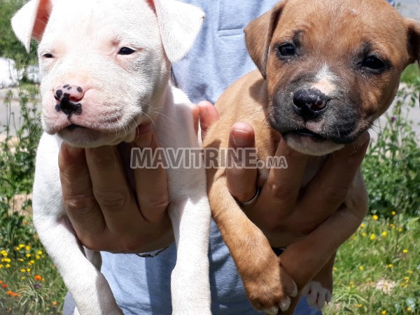 Vente chiots Américain Staff