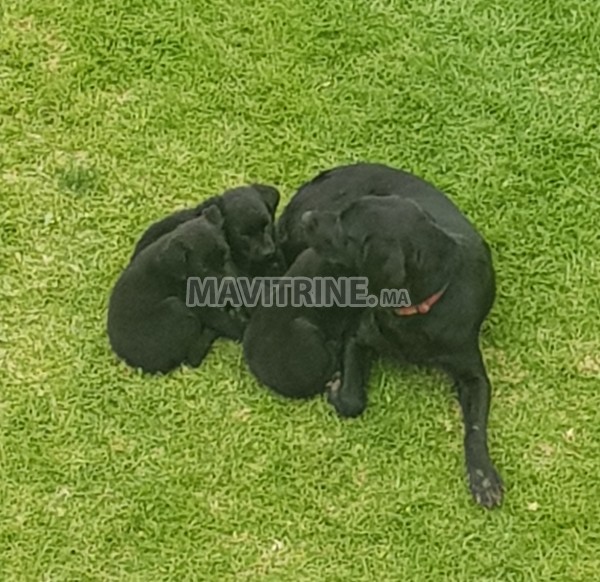 Chiots labrador à vendre