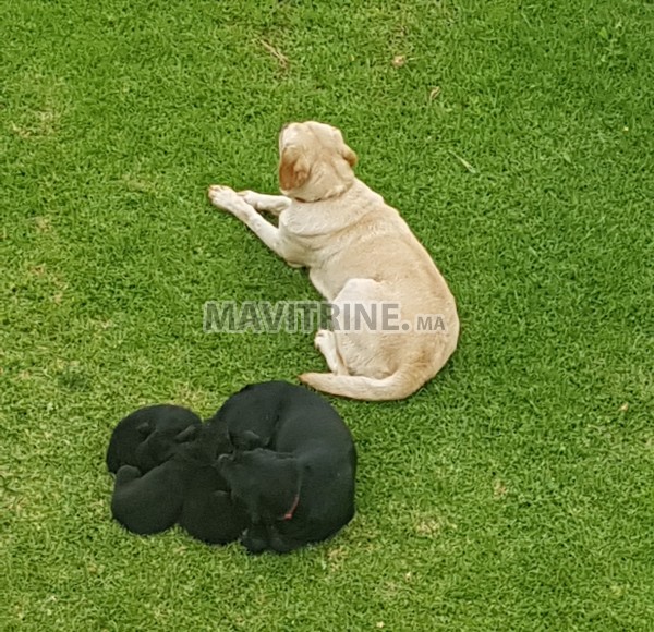 Chiots labrador à vendre