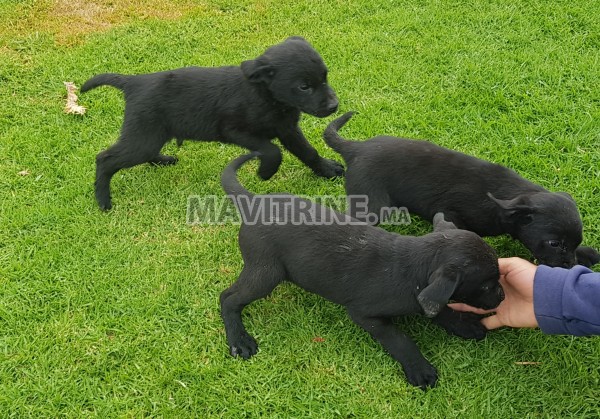 Chiots labrador à vendre