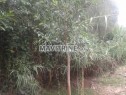 Photo de l'Annonce: Ficus 3 metres