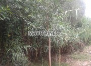Photo de l'annonce: Ficus 3 metres