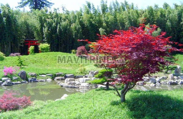 jardinier/Rabat   création jardin galets blanc décoration maroc