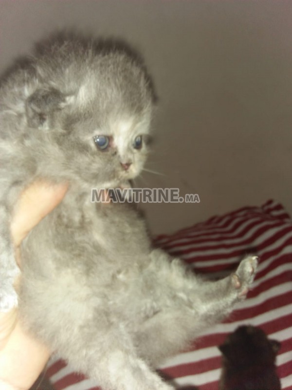 Adorable chatons persans chinchilla race pure