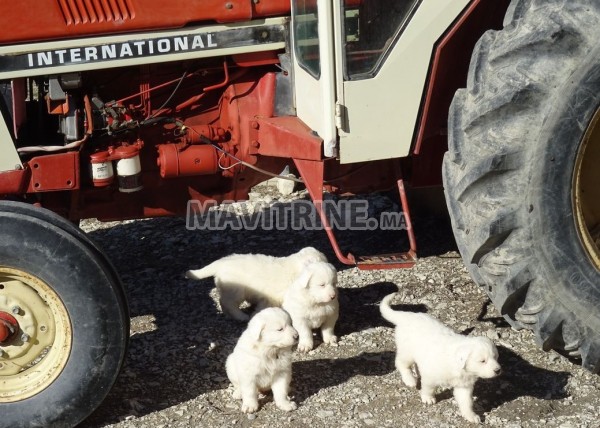 Chiots berger de podhale livré a domicil