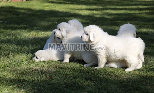 Chiots berger de podhale livré a domicil