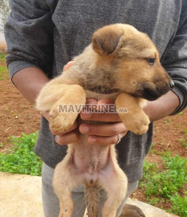 Chiots berger allemand Gold