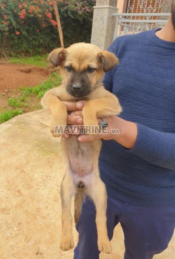 Chiots berger allemand Gold