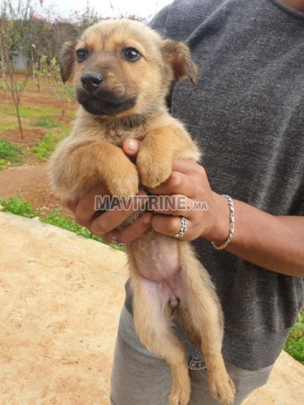 Chiots berger allemand Gold