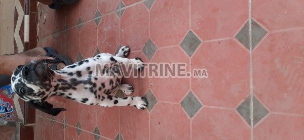 Dalmatien