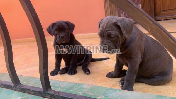 Chiens Cane corso