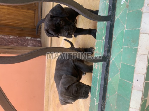 Chiens Cane corso