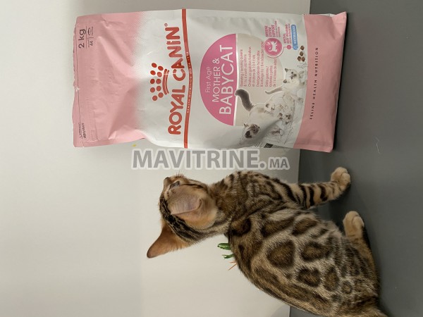 Chatons bengal dispo avec pedigree