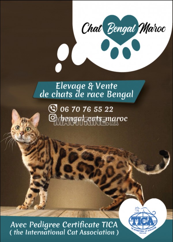 Chatons bengal dispo avec pedigree