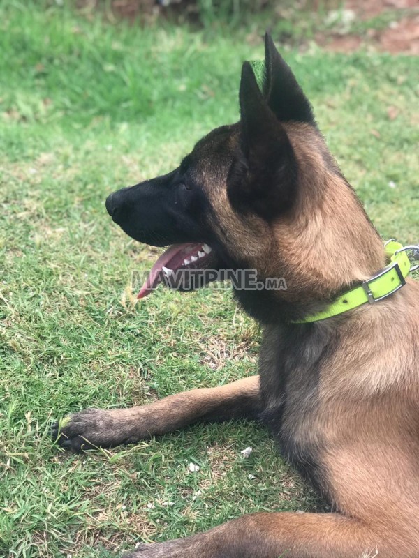 Chiot malinois