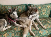 Photo de l'annonce: Husky sibérienne 6 mois les yeux