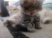 Photo de l'annonce: chat persan/chinchilla