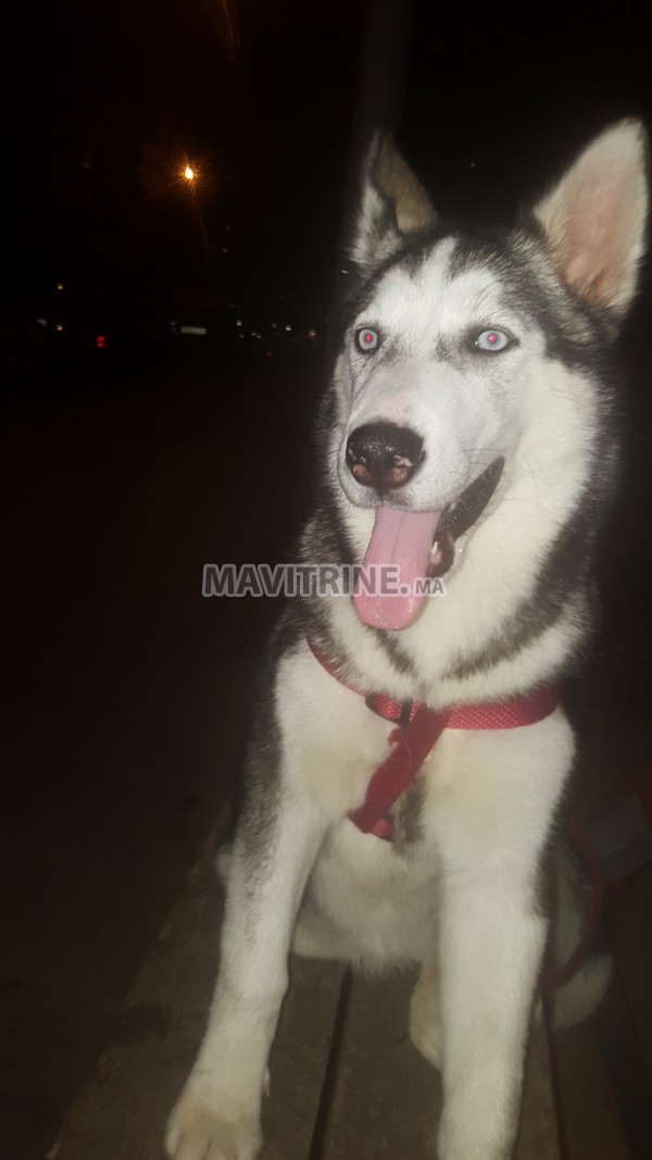 Husky Femelle 6 mois Yeux Bleu