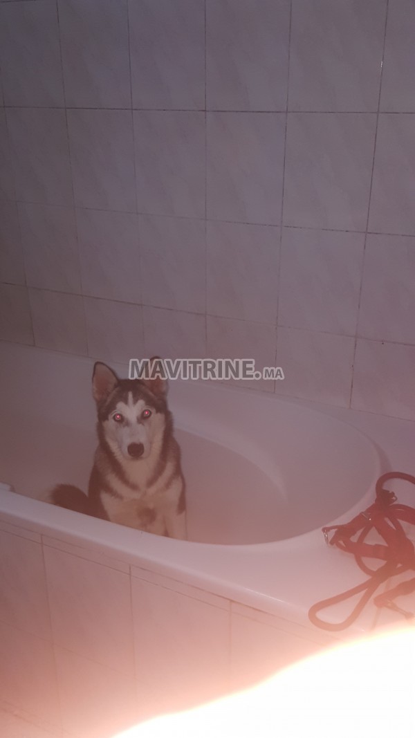 Husky Femelle 6 mois Yeux Bleu