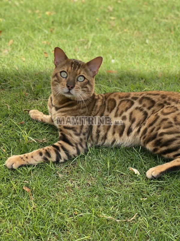 Chatons Bengal avec pedigree