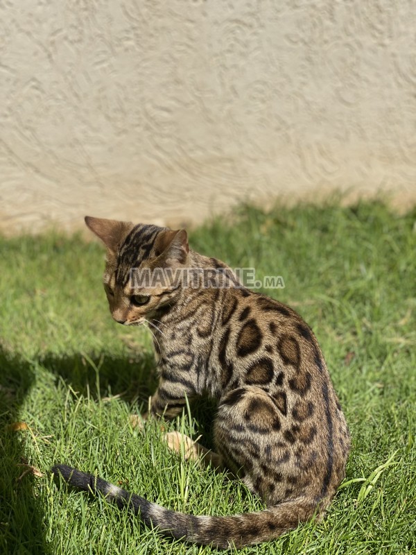 Chatons Bengal avec pedigree