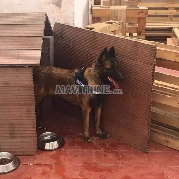 Malinois pedigrées