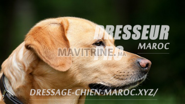 dressage chien