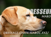 Photo de l'annonce: dressage chien