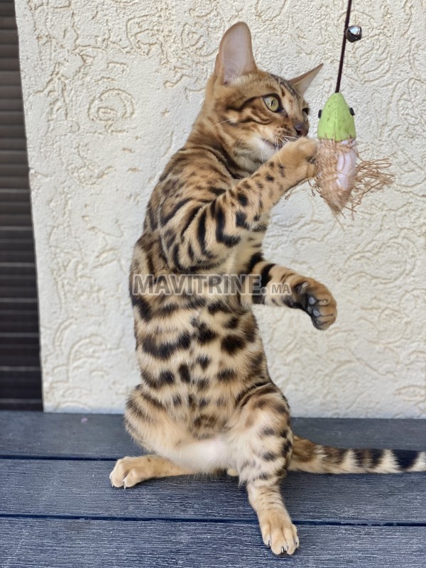 Chatons Bengal avec pedigree Maroc