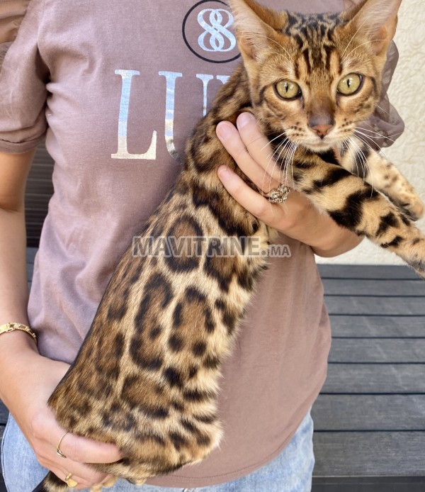 Chatons Bengal avec pedigree Maroc