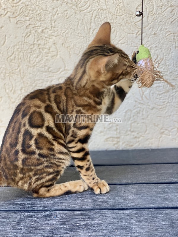 Chatons Bengal avec pedigree Maroc