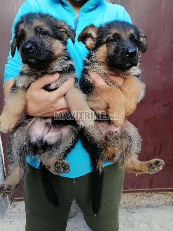 Chiots berger allemand