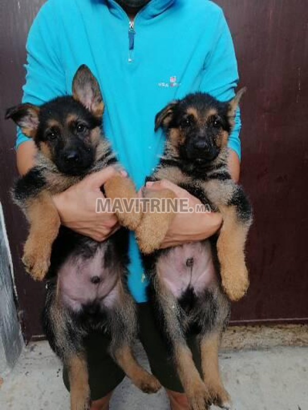 Chiots berger allemand