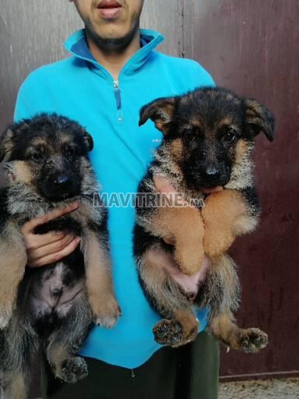 Chiots berger allemand