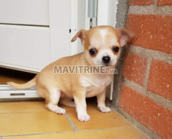 Chiots Chihuahua pour adoption