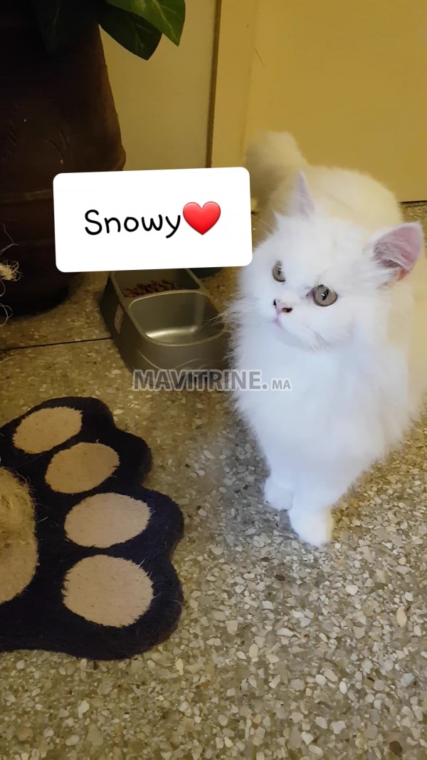 Snowy Chat persan blanc