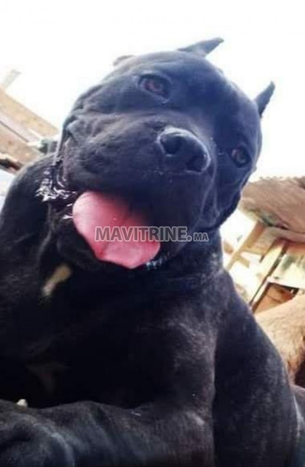 Cane Corso male 8mois