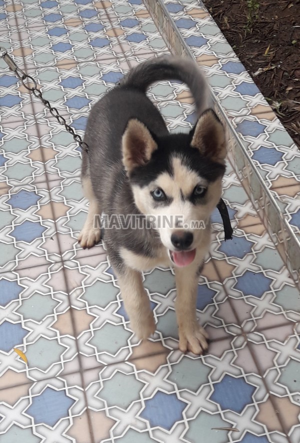 Vente chien husky