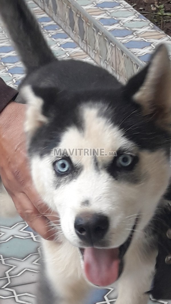 Vente chien husky