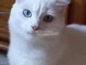 Photo de l'Annonce: Chat mâle Angora Blanc