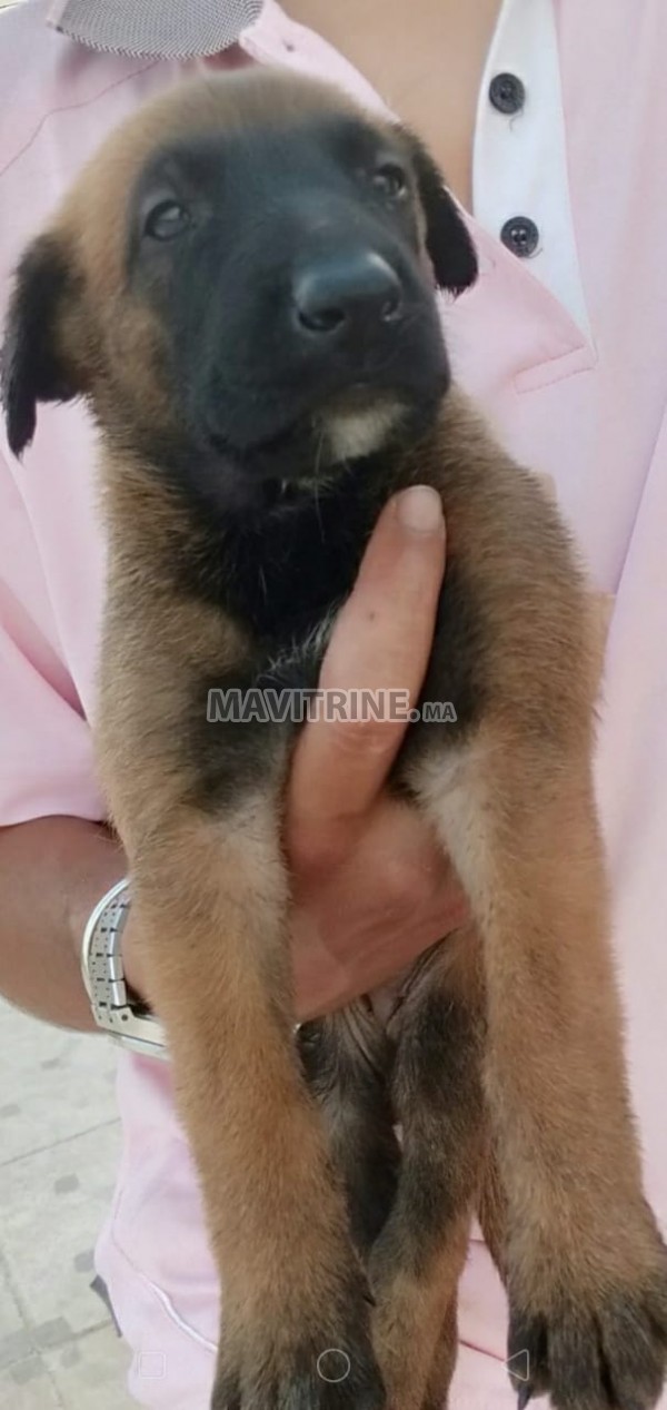 11 chiots de malinois a vendre