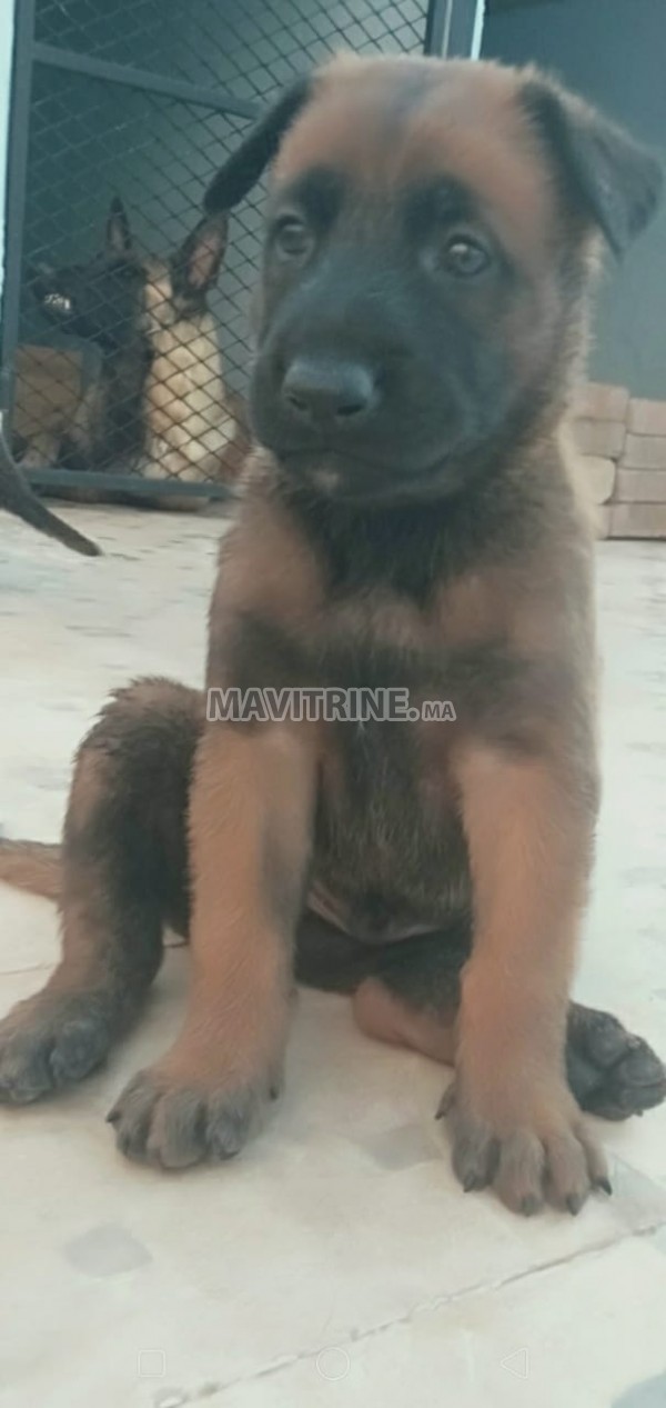 11 chiots de malinois a vendre